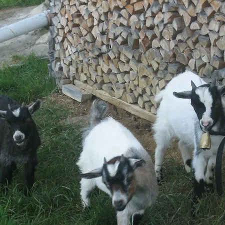 Bauernhof Maurerhof Itter